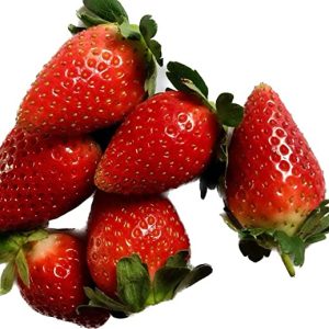 Fresh Strawberries