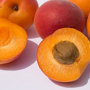 Fresh Apricot